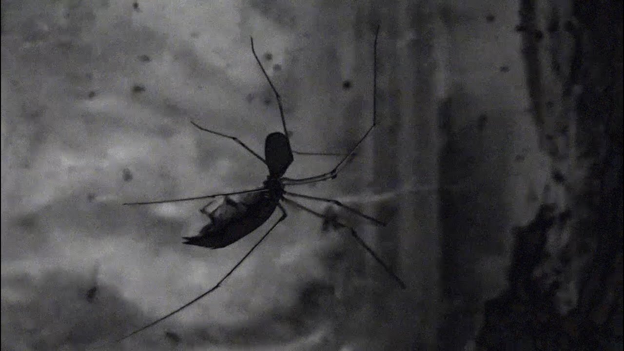 Watch Insula Iscariot - Drag (Visualizer) on YouTube Watch Insula Iscariot - Drag (Visualizer) on YouTube