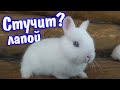Почему кролик стучит лапой по полу