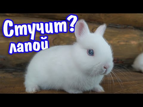Видео: Почему мой кролик топает ногами без причины?