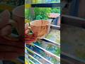 সকাল শুরু এককাপ চা#tealover #shortsfeed #shortvideo