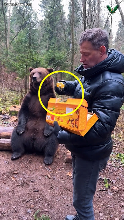 He Fed Honey to a Bear… But Watch Why 🐻🍯