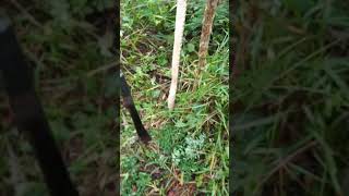 Nauyaca real del Sur de Veracruz