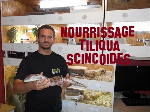 snake reptiles pictures Nourrissage et allimentation pour Tiliqua , scinque à langue bleu , elevage en terrarium