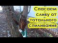 Как обрезать больную сливу с трухлявым стволом