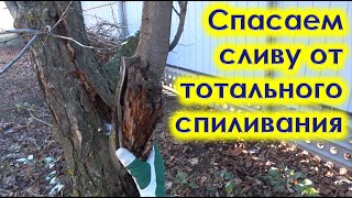 Как обрезать больную сливу с трухлявым стволом