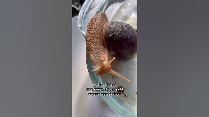 C’est quoi cette boule sur mon escargot géant ? 🐌