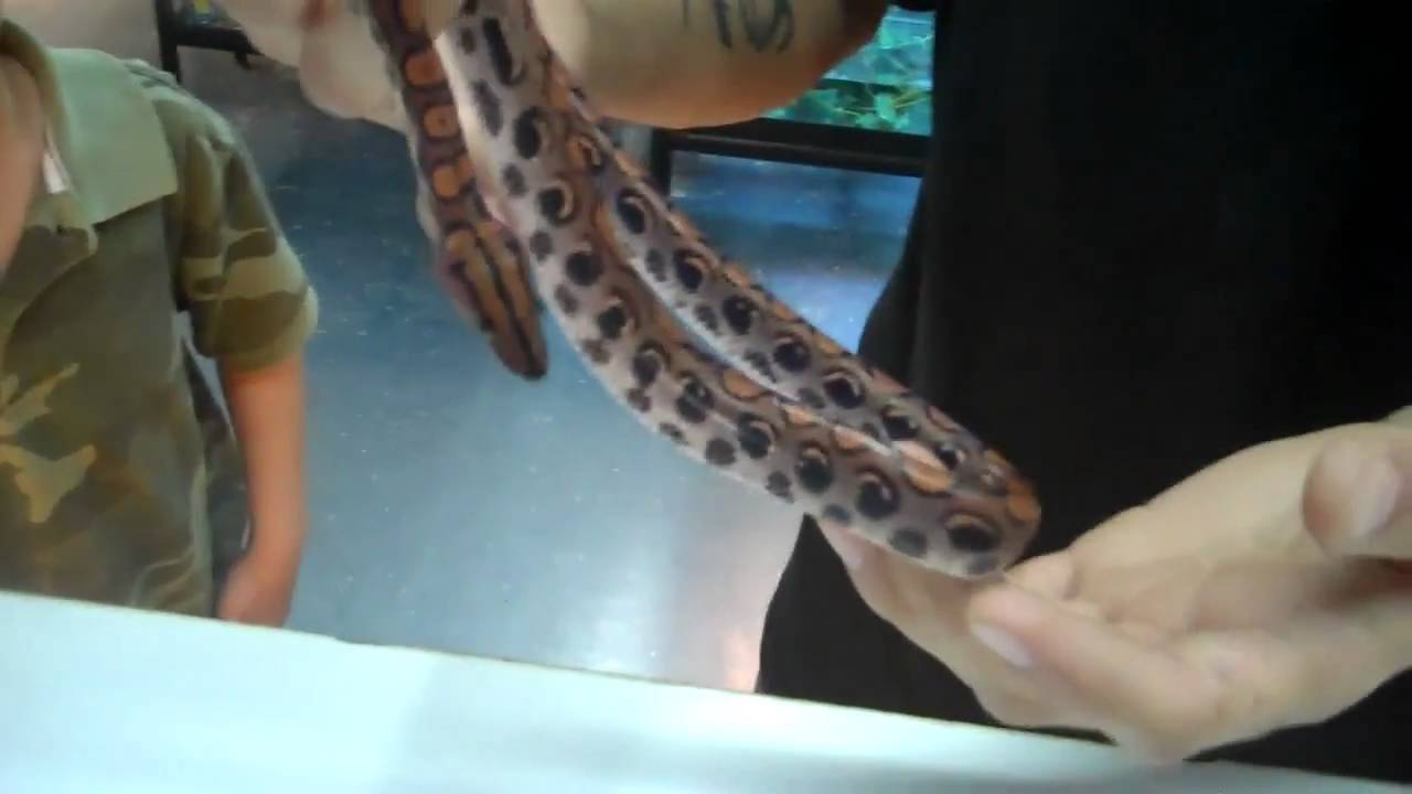 tarantula spider MICHAEL'S DAD AND THE AMAZING BRAZILIAN RAINBOW BOA!