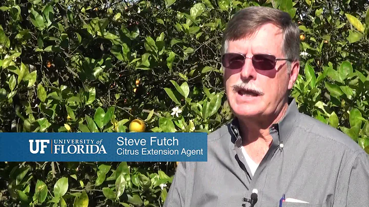 Effects of Citrus Greening - Steve Futch