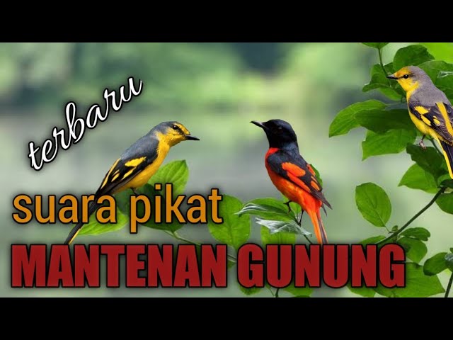 SUARA PIKAT MANTENAN RIBUT class=