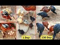 Growth of 6 Aseel chicks from 1 day to 5 months - part II