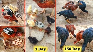Growth of 6 Aseel chicks from 1 day to 5 months  part II