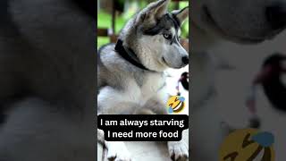 Husky Gives EVIL Side-Eye Because He NEEDS Food! funny animals, cute husky😂😍 Funny Animal Videos