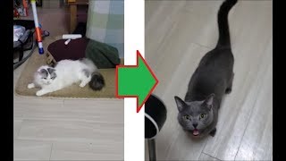 白モフ撮り始めたら「オレ撮れよー」と猛アピールする灰色猫