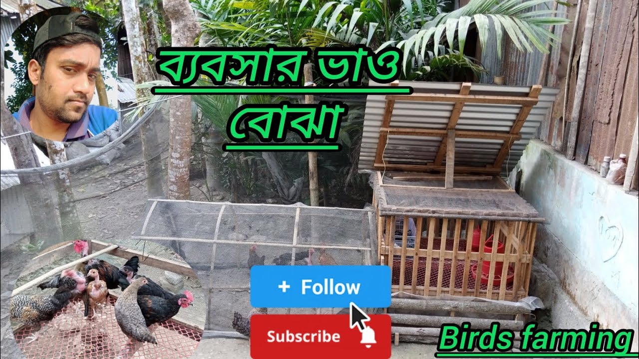 ব্যবসার ভাও বোঝা  #chicken #birds #pets #farming 