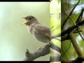 Голоса птиц  - Соловей (Luscinia)
