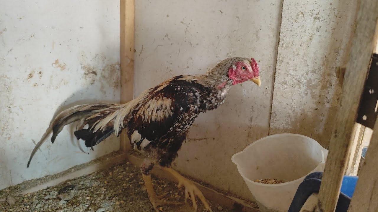 İlk gurku yatırdım hayırlısı olsun 