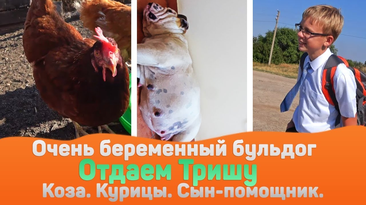 Английский бульдог. Когда роды? Сын, курицы несушки и коза! Отдаем ...