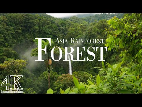 Fotografia Asian rainforest jungle - em