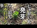 【自然農】　2023年3月28日 ジャガイモ発芽！今、最も気を付ける事 【natural farming】
