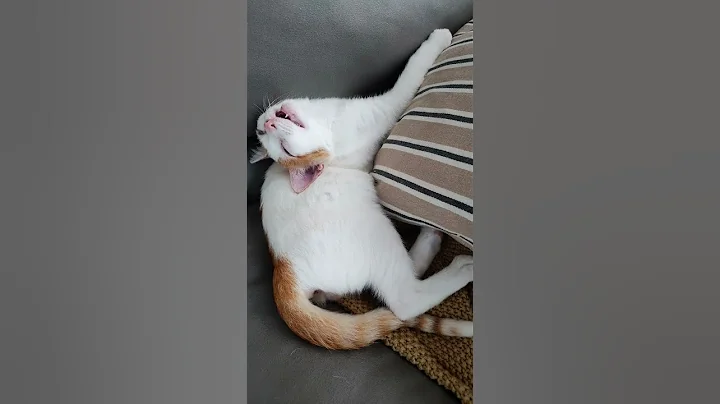 Watch the video about Happiest worlds Rarest Flame point Siamese Cat, that last pic