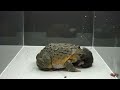 Giant pixie frog and the syrian hamster  warning live feeding