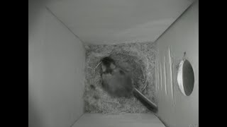 Nestbox 20180722/04:00 - 667 frames with movement