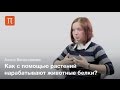 Растения-биофабрики — Алиса Вячеславова