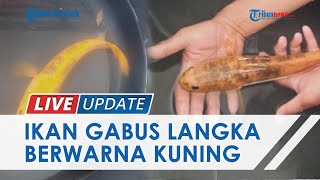 Pemancing Terkejut Dapat Ikan Gabus Langka Warna Kuning di Rawa Kabupaten OKU, Jadi Sasaran Kolektor