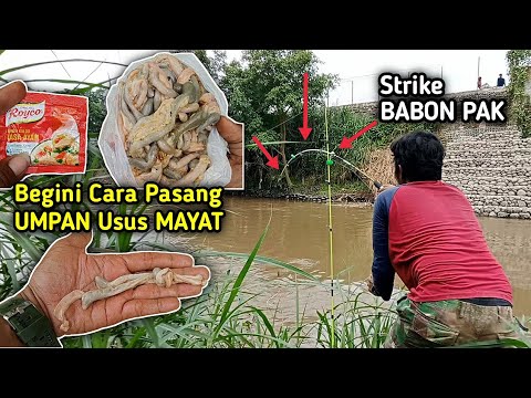 Cara Membuat Umpan Kucur Ikan Lele