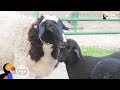 Animals Moms Reunited With Their Babies | The Dodo Best Of