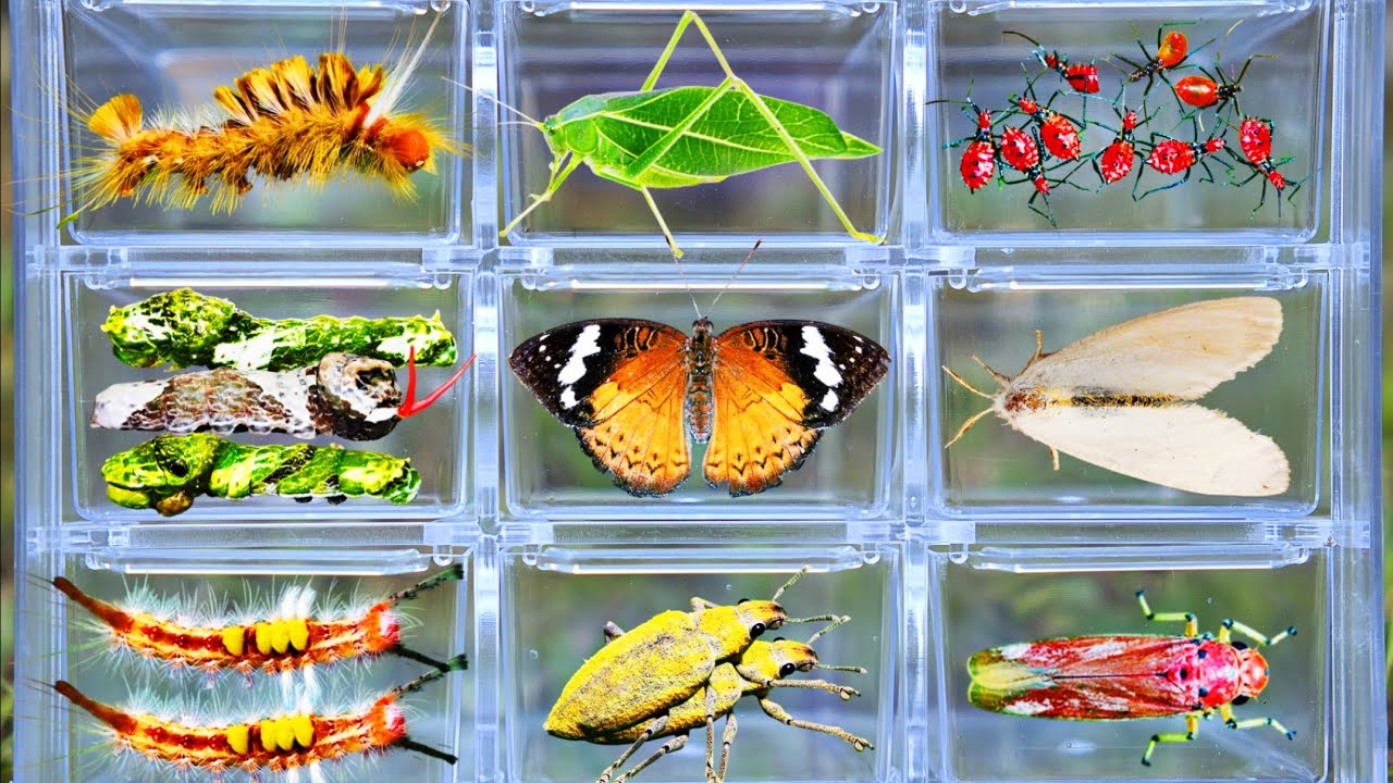 Catcing Insects Catching Amazing Wild Insects in the Garden: Rare Caterpillars ...