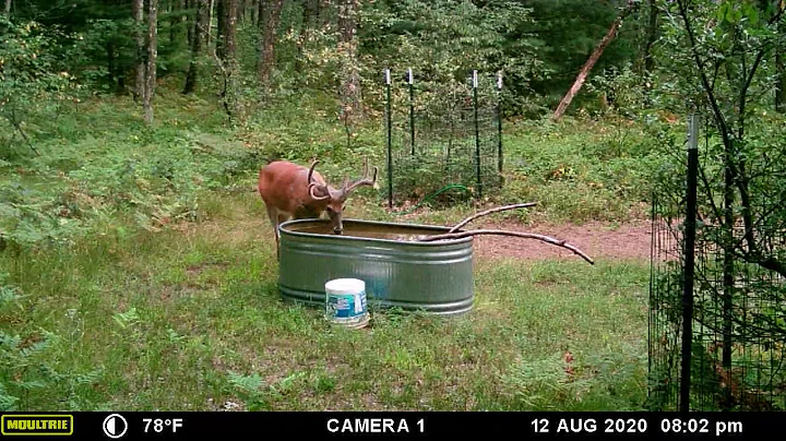 August 2020 Monster Buck