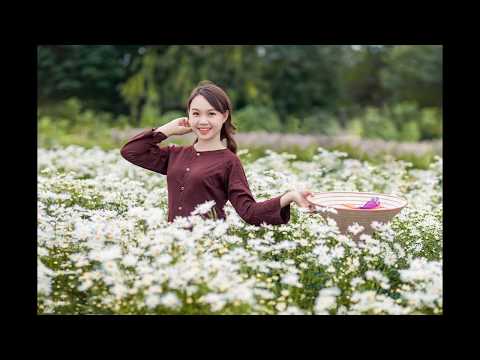 Bộ ảnh đẹp mê mẩn của các cô gái với cúc họa mi