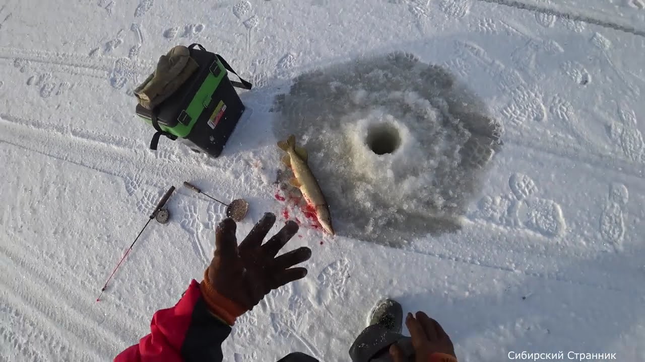 Холодные лунки опять не отпускали меня. На поиски хищника.