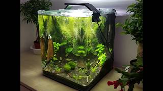 how to aquascape a dennerle nanocube