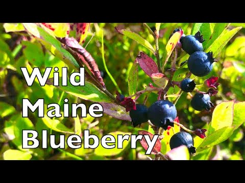 Video: Maine Blaubeeren Und Die Leute, Die Sie Harken