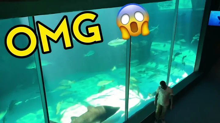 Great white shark washed up North Carolina #animals #nature 4K