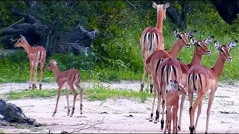 Impala herd with Lambs and Mr  Wildebeest too 12/4/25