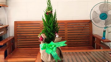 Cây Sơn Tùng Noel- cách chăm sóc  #caydeban #trangtrinoithat #caysontung #cayvanphong #cayphongthuy