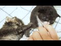 【子猫の友情】全然起きない子猫を心配した子猫が家主の手を引っ張り助けてあげてと訴える。【赤ちゃん猫】【保護猫　子猫】