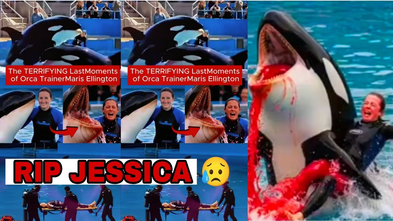 NOUVELLE DRAMA EN FRANCE RIP À LA MORT DE JESSICA AVEC SON POISSON REQUIN ( BALAINE)
