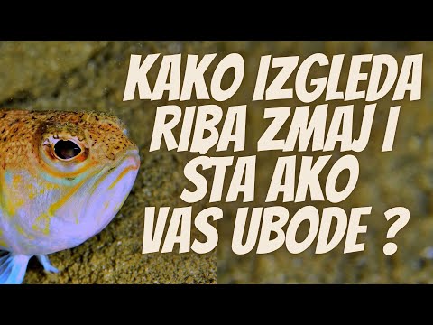 Video: Što je ona, zmaj riba (arowana)?