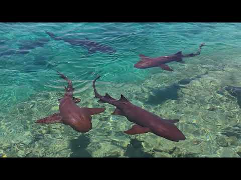 Акули на Багамах Споживають Наркотики: Нова Загроза для морських екосистем