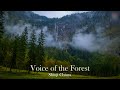 【528Hz】知浦伸司森林放鬆療癒音樂 – 吸收芬多精、修復細胞、放鬆自律神經系統、幫助空間淨化、冥想、助眠與瑜珈練習 / Shinji Chiura’s Relax Forest Music