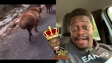 Shuler King - Anybody Got This Rama’s Number?!!