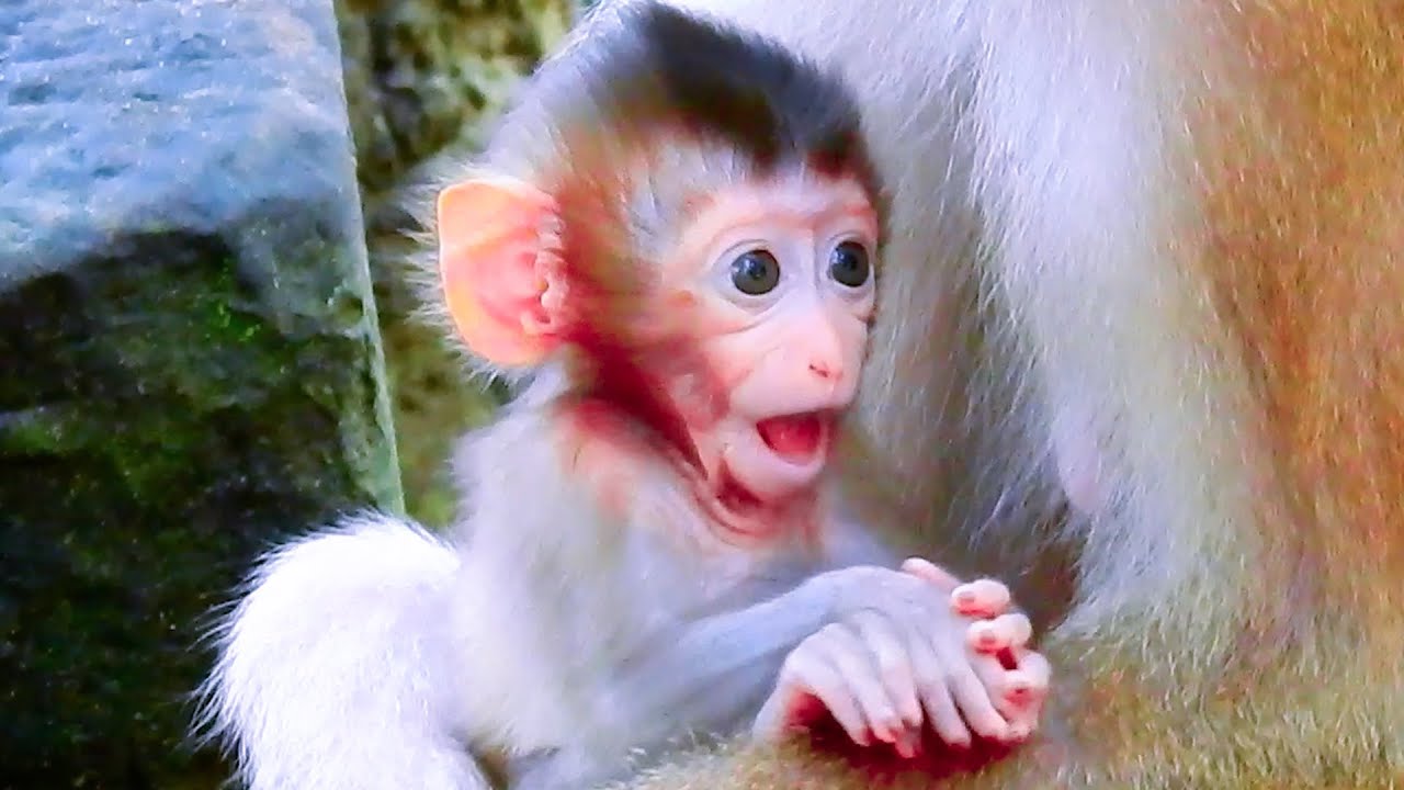 Cute baby monkey Brady