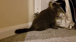 Ultimate Cat and Owner Playtime Game: Peek & Pounce with Mochi by Mochi The Boy 240 views 1 month ago 4 minutes, 35 seconds