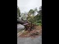 Massive tree falls on car in affluent Adelaide suburb