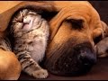 Soft and Relaxing Piano For Dogs and Cats ♫ Music To Soothe and Help Sleep Pets 🎧 ZEN & RELAX