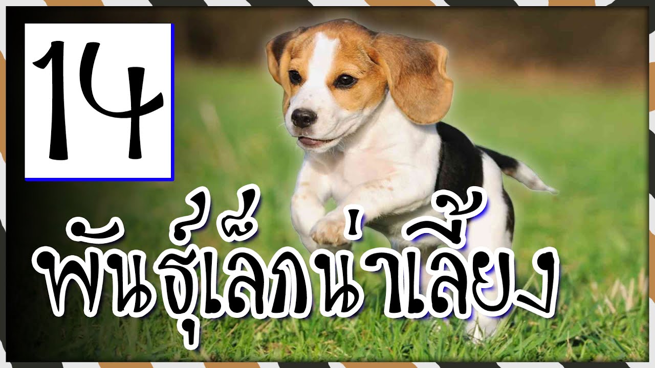 หมา พันธุ์ เล็ก น่า รัก  New  14 หมาพันธุ์เล็กน่าเลี้ยง